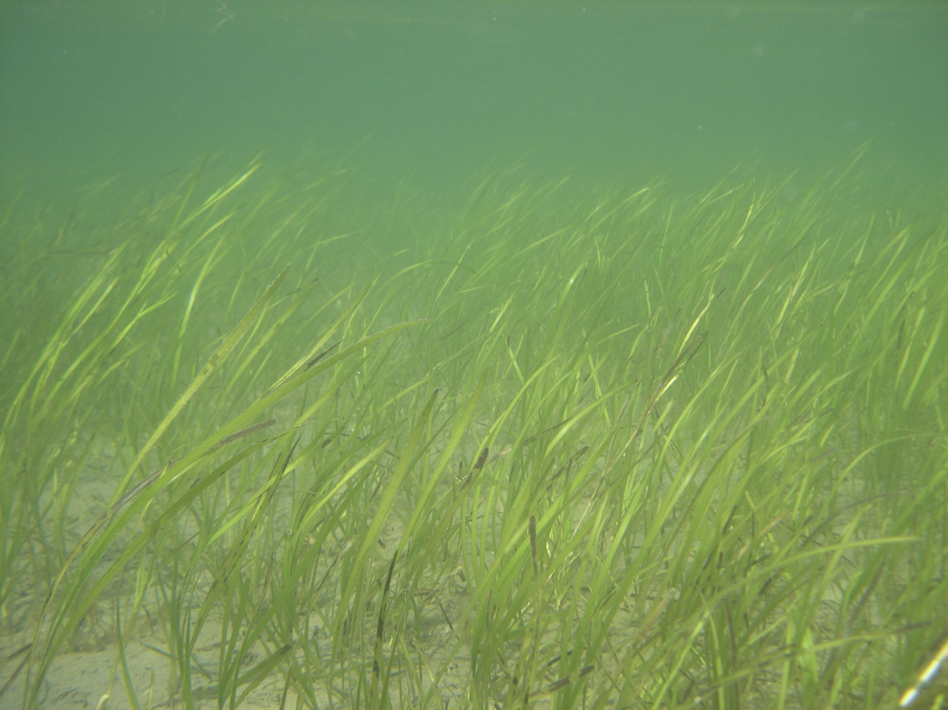 Eelgrass bed under water
